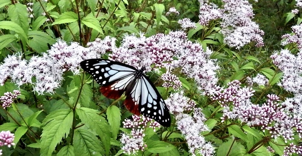 信州産 アルストメリア・藤袴・銀貨草・黄色の小花 joy様のご確認用